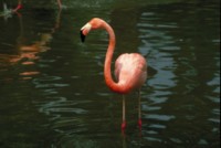 Flamingo magic mug #PH7794776