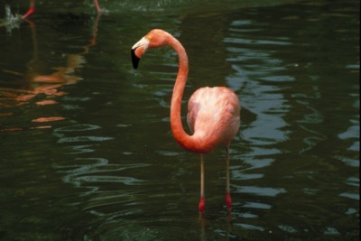 Flamingo Stickers PH7794776