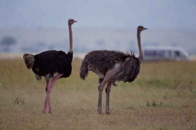 Ostrich tote bag