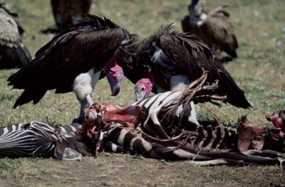 Vulture Poster PH7798723