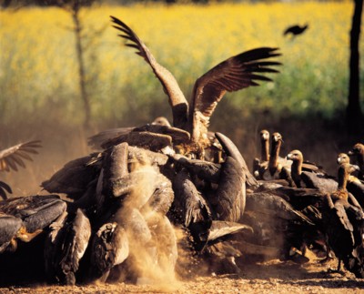 Vulture wood print