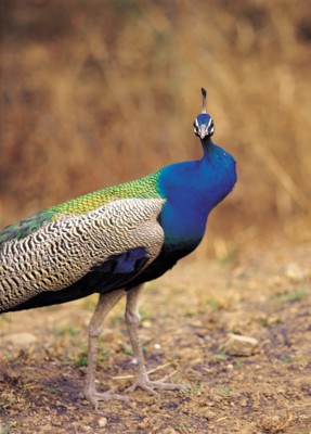 Peacock tote bag