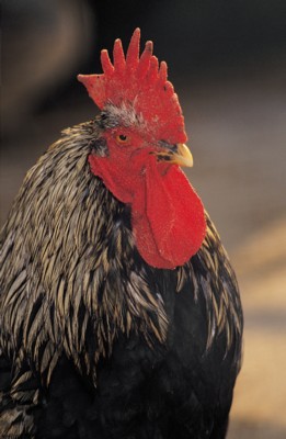 Rooster Poster PH7799042
