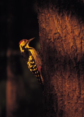 Woodpecker wood print