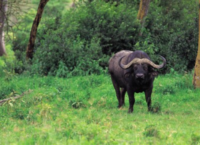 Buffalo & Bison tote bag #PH7800113