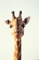 Giraffe hoodie #248444