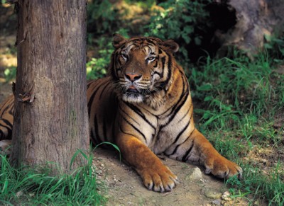 Tiger Poster PH7800565