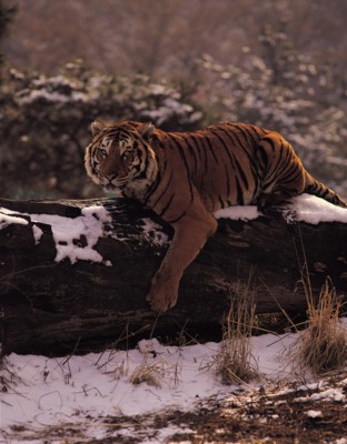 Tiger Poster PH7800597