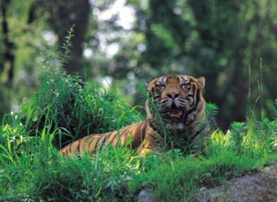 Tiger Poster PH7800665