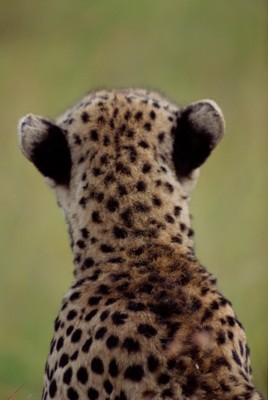 Cheetah mouse pad