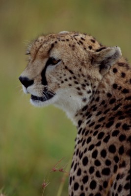 Cheetah Stickers PH7801369