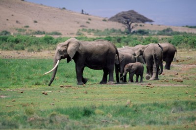 Elephant poster