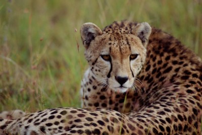 Cheetah poster