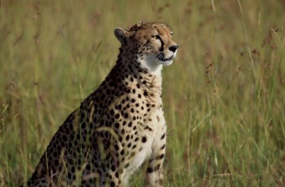 cheetah poster