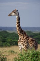 Giraffe hoodie #248437