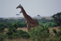 Giraffe Tank Top #248433