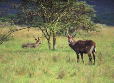 Antelope & Gazelle Poster PH7804953