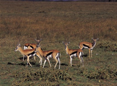 Antelope & Gazelle Poster PH7805062