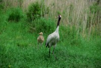 Crane & Stork hoodie #251371