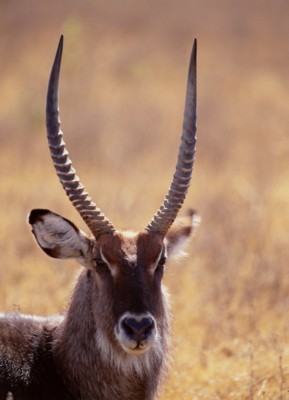 Antelope & Gazelle Mouse Pad PH7809286