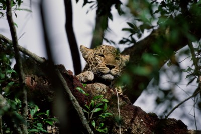 Leopard & Jaguar pillow