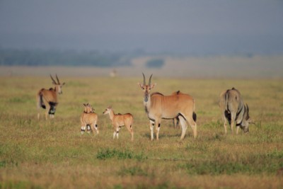 Antelope & Gazelle Poster PH7809780