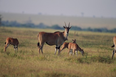 Antelope & Gazelle tote bag #PH7809798