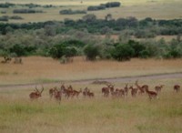 Antelope & Gazelle mug #PH7809871