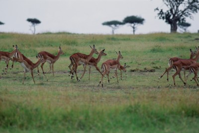Antelope & Gazelle mug #PH7809893