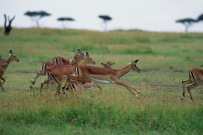 Antelope & Gazelle Poster PH7809928