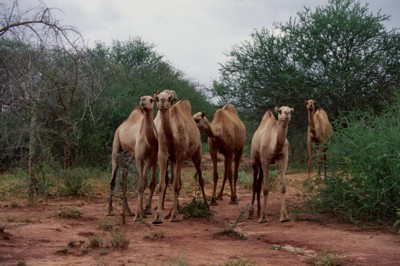 Camel & Llama tote bag
