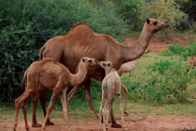 Camel & Llama Longsleeve T-shirt