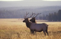 Moose & Elk Mouse Pad PH7812521