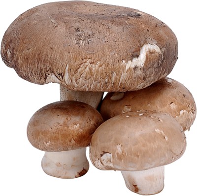 Mushroom wood print