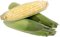 corn t-shirt #248541