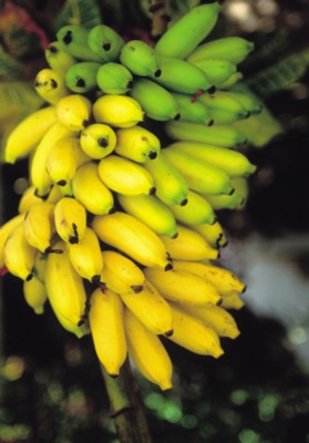 Banana canvas poster