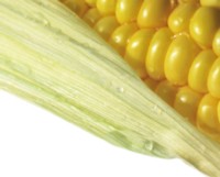 Corn Tank Top #248542