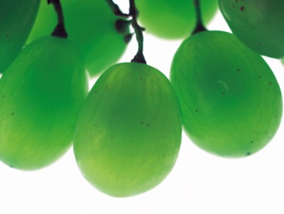 Grapes poster with hanger