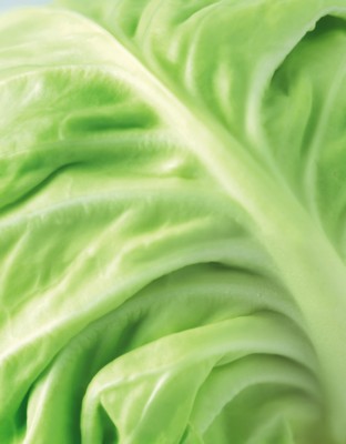 Cabbage poster