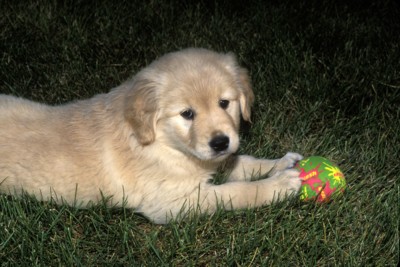Dog & Puppy Stickers PH9813433