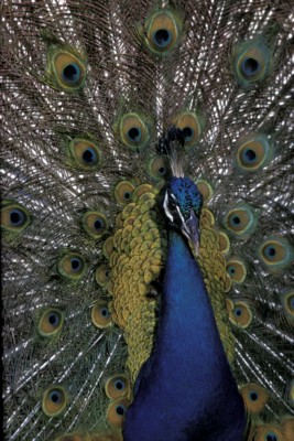 Peacock Poster PH9830259