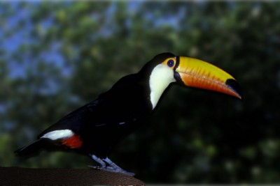 Toucan poster with hanger