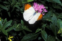 Butterfly & Moth magic mug #PH9830704