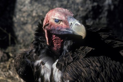 Vulture Poster PH9830776