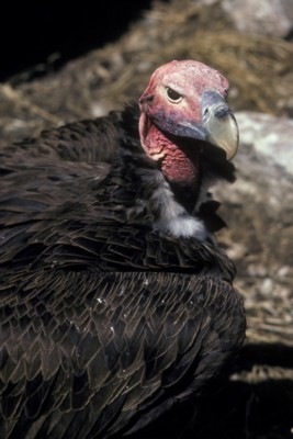 Vulture Poster PH9830785