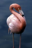flamingo Mouse Pad PH9830830