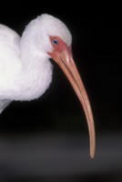 ibis mug #PH9853800