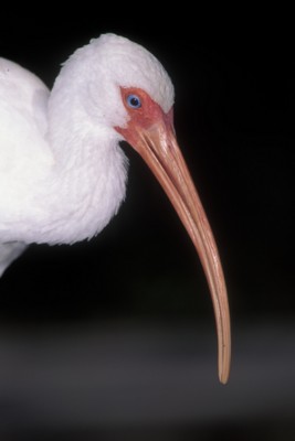 ibis poster