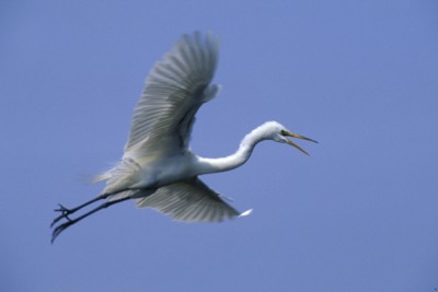 Egret poster