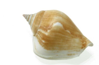 Seashell canvas poster